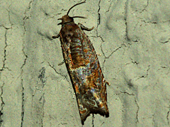 Tortricid moth